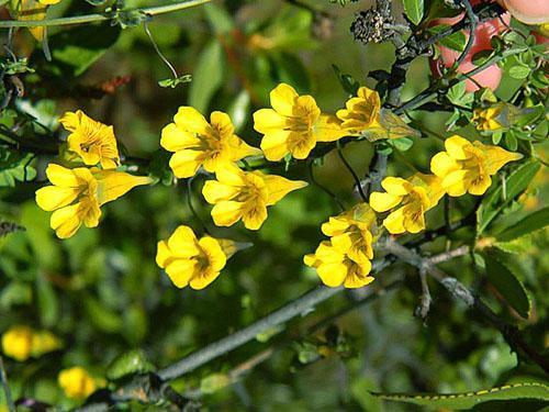 Lyhyt kannustava nasturtium