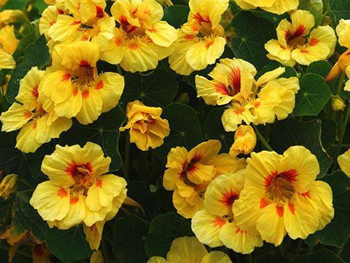 Pieni nasturtium