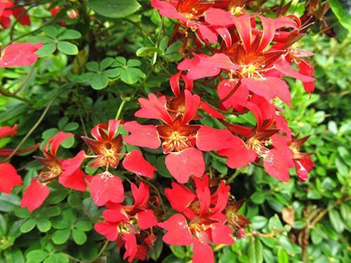 Kaunis nasturtium