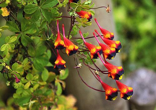 Kolmivärinen nasturtium
