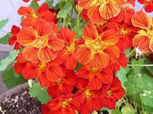 Vaatimaton nasturtium