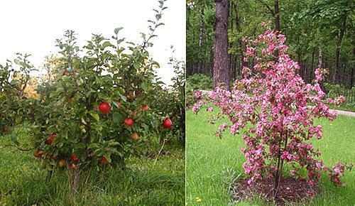 Ero kääpiö omenapuiden ja pylvään välillä