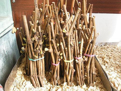 Istutusmateriaalin valmistelu