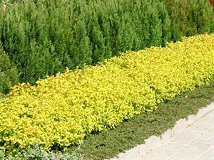 Istutetaan japanilainen spirea