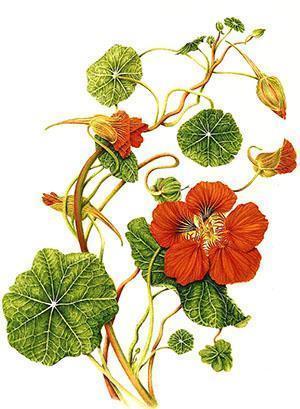 Puutarhan kukka nasturtium