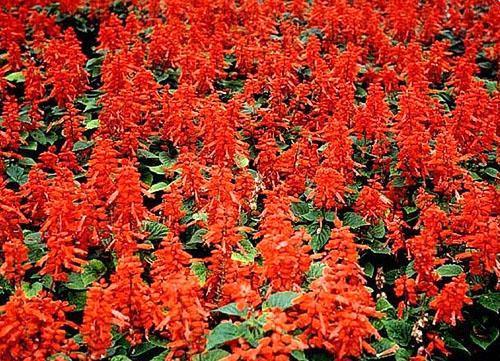 Salvia loistava, kasvatettu taimista
