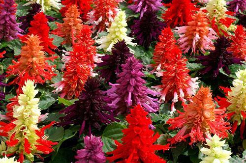 Salvia loistava