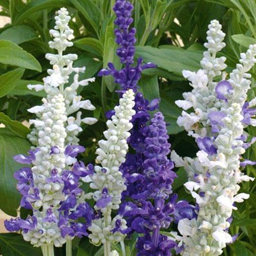 Salvia jauhettu merimaisema
