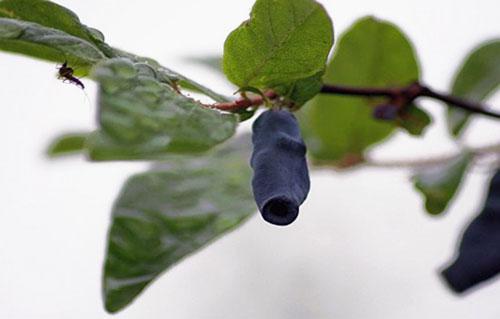 Kypsät hedelmät soveltuvat jalostukseen
