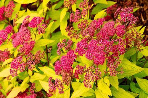 Spirea kultaliekki