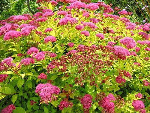 Spirea kultainen prinsessa