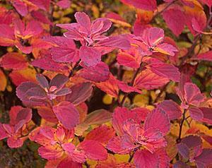 Koivun spirea syksyllä