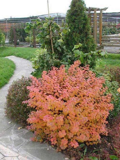 Koivun spirea maisemasuunnittelussa