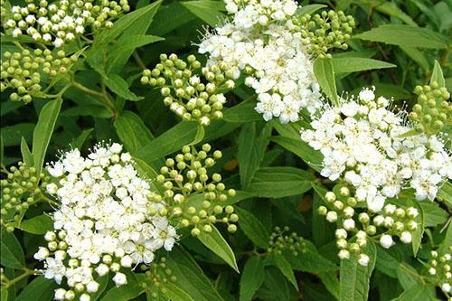 Spirea japanilainen valkoinen