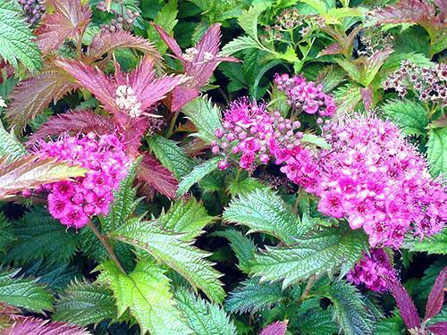 Japanilainen spirea