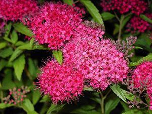 Upeat japanilaiset spirea-kukat