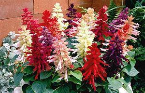 Kotipuutarhan sisustus - salvia
