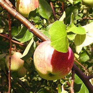 Näkymä terveelle puulle ja hedelmälle