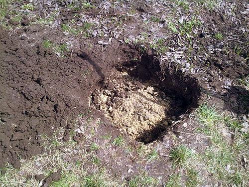 Lannoitus pylväisen omenapuun alla