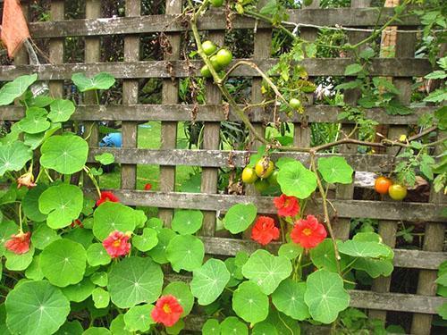 Kihara nasturtium