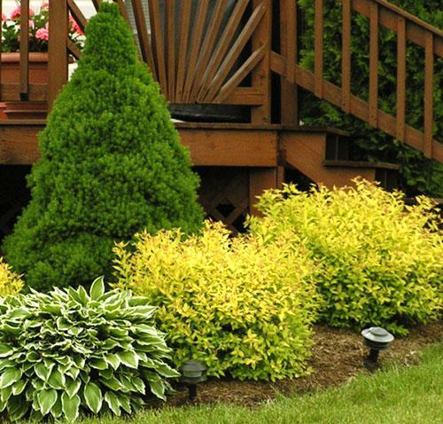 Japanilainen spirea maisemasuunnittelussa