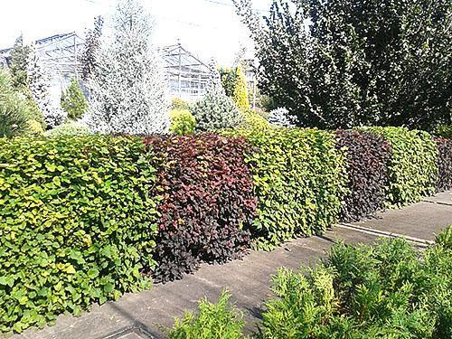 Karhunvatukka-hedge