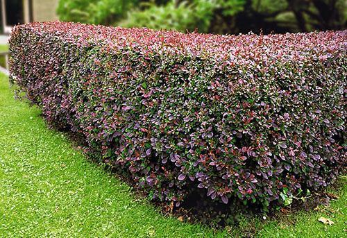 Karhunvatukka-hedge