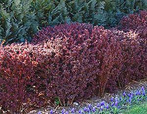 Karhunvatukka-hedge