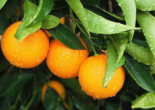 Appelsiinit ovat vitamiineja ympäri vuoden