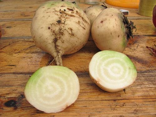 Valkoinen punajuuri