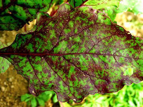 Juurikkaiden lehtien cercosporosis
