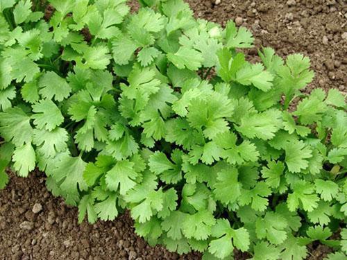 Cilantro puutarhassa