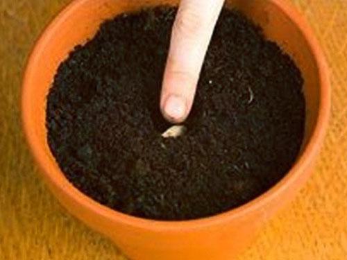 Rypäleensiemeniä syvennetään 1,5 cm