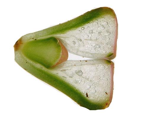 Lithops-leikkaus