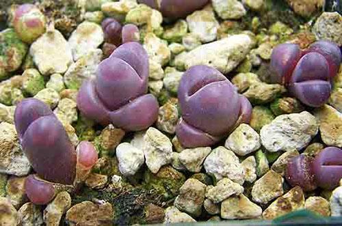 Lithops luonnossa