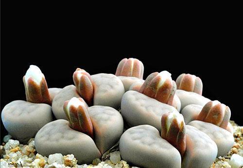 Lithops kukkii