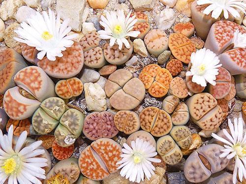 Lithops-puutarha