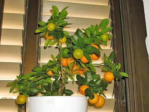Spice-mandariinit kotona