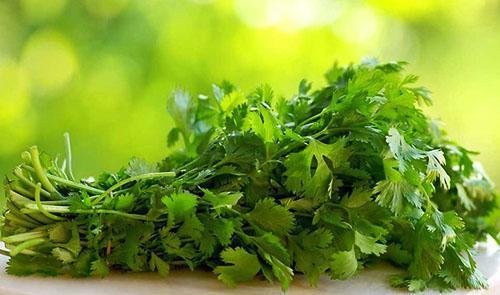 Cilantro vihreät sato