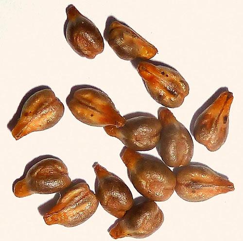 Rypäleen siemenet