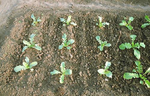 Heinäkuussa istutettu daikon-retiisi on noussut