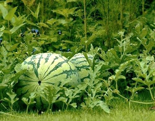 Vesimelonit puutarhavuoteissa