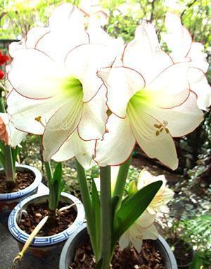 Hippeastrum kukkii kotona