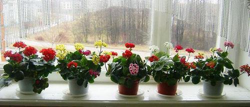 Kalanchoe kukkii ikkunalaudalla