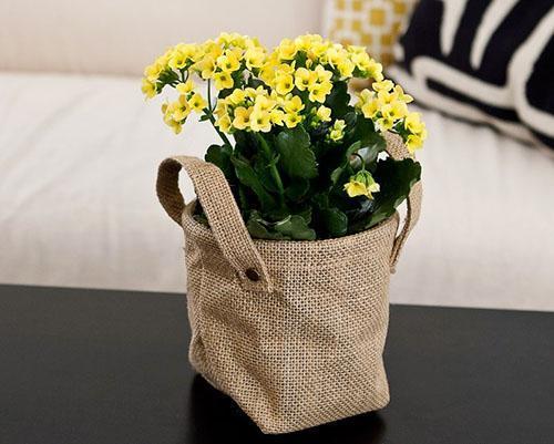Kalanchoe kukkii kotona