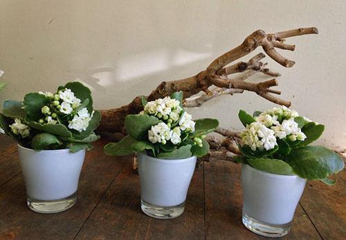 Siirretty Kalanchoe kukkii