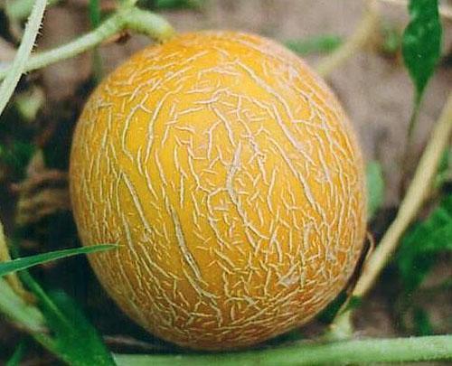 Melon Kolkhoz Nainen