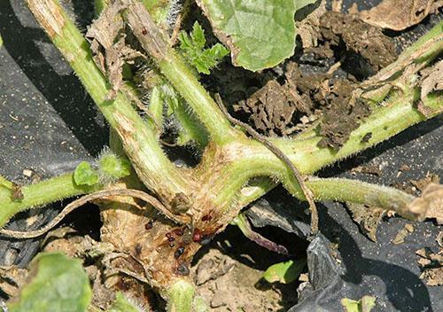 Fusarium kutistuu vesimeloneista