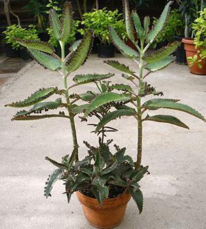 Kalanchoe Dergemon