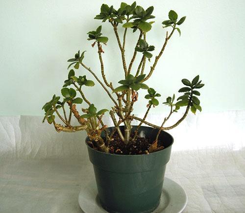 Kalanchoe ei kukki ja vuodattaa lehtiä